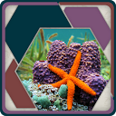 HexSaw - Undersea mobile app icon