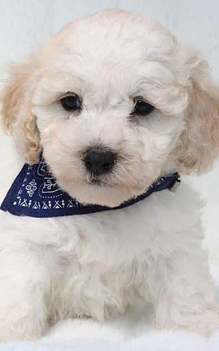 Maltipoo Cute Dog Wallpapers