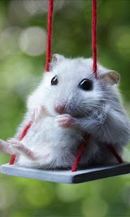 Hamster Wallpapers Screenshots 1