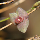 Stelis orchid