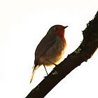 red breasted robin