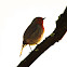 red breasted robin