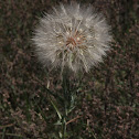 Goat's Beard