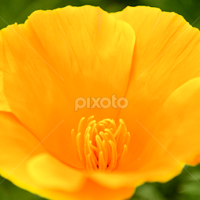 by Sanyog Patial - Flowers Single Flower