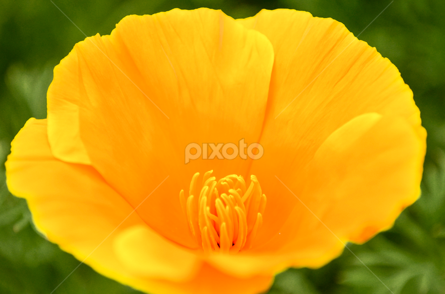 by Sanyog Patial - Flowers Single Flower