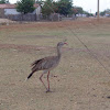 Red-legged Seriema