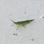 Slanted-face Grasshopper
