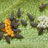Asian Lady Beetle Larvae and Eggs