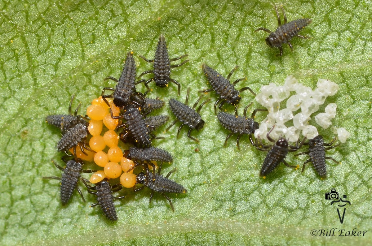 Asian Lady Beetle Larvae and Eggs