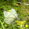 Small White Butterfly / Mali kupusar
