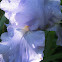 Tall Bearded Iris "Purple"