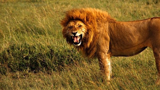 Lastest Lion HD Wallpaper APK for Android