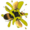 Bee Smasher