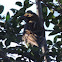 Red-winged Blackbird    female/ immature