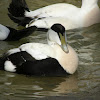 Common Eider