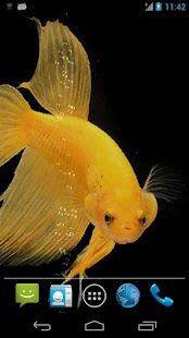 Betta Fish Live Wallpaper Free APK for iPhone Download Betta Fish Live Wallpaper Free APK for iPhone Download