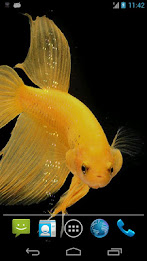 Betta Fish Live Wallpaper Free poster 3