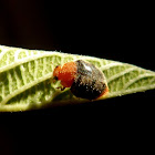 Mealybug Ladybird