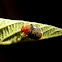 Mealybug Ladybird