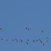 greater white fronted geese