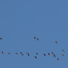 greater white fronted geese