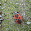 Firebug / Crvena stenica opančar