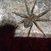 Brownish gray fishing spider