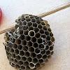 Paper wasp nest 