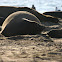 Northern Elephant Seal