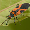 False milkweed bug