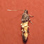 Sweetclover Root Borer Moth
