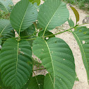 Duabanga grandiflora