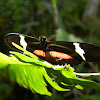 mariposa bandera alemana - Clysonymus Longwing