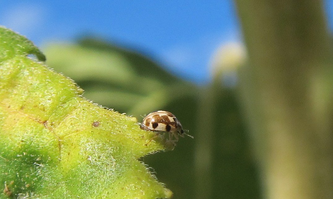 Twenty-Spotted Ladybug