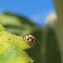 Twenty-Spotted Ladybug