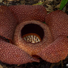 Rafflesia