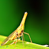 Dictypharid Planthopper