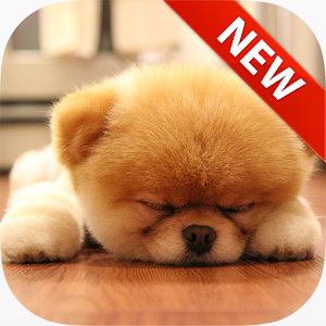 Sleeping Puppy Wallpapers.apk 1.0