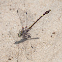 Common Sanddragon dragonfly