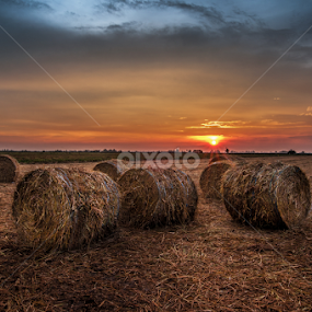 Paddy Field Sunset  by Christopher Lay - Landscapes Sunsets & Sunrises