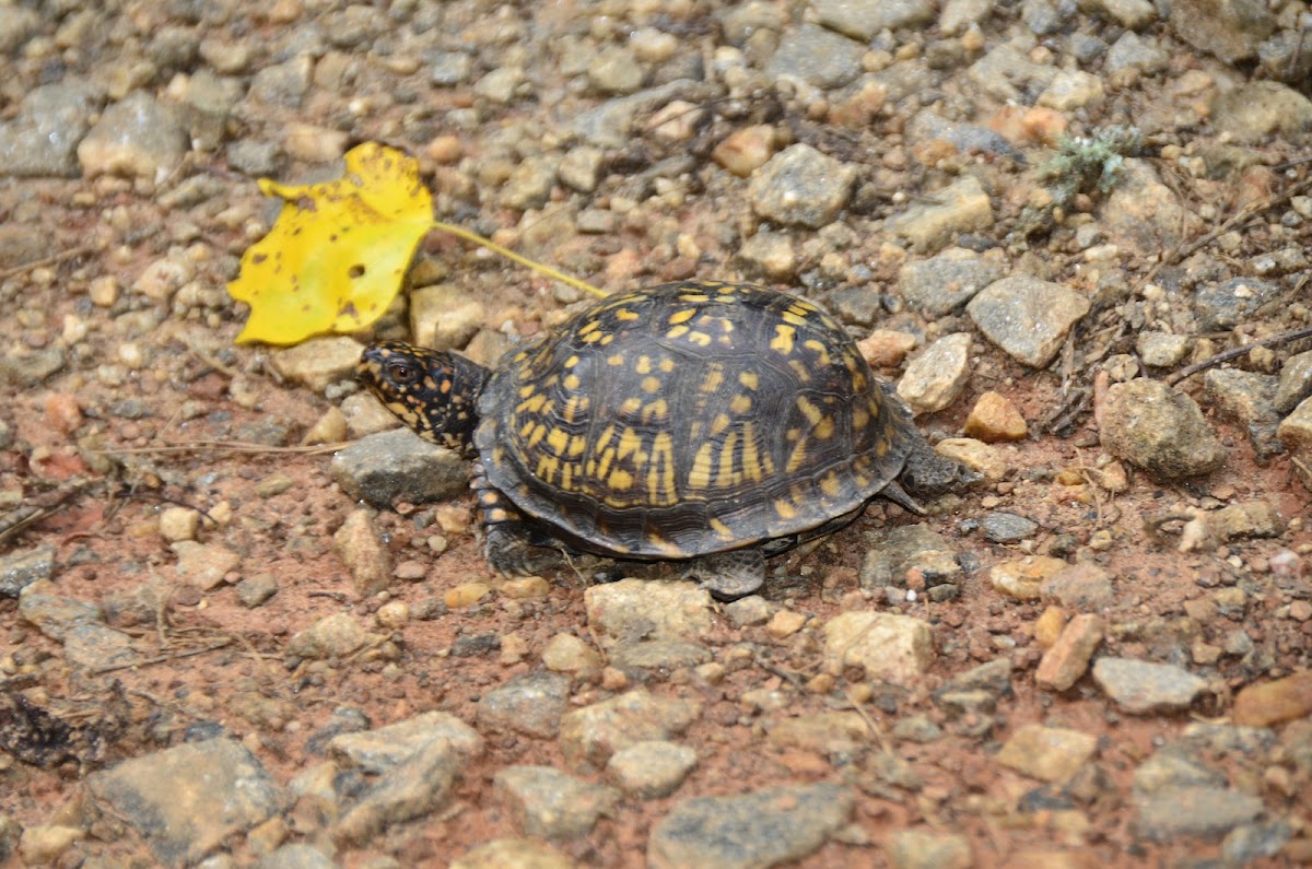 Eastern Box Turtle