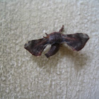 Bombycid Moth
