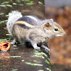 Sri Lanka Palm Squirrel