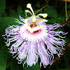 Passion Flower