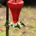 Ruby-throated Hummingbirds