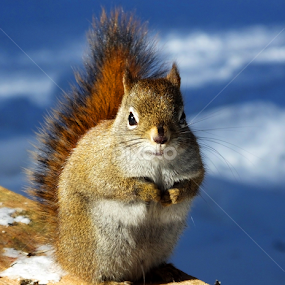 by Christiane Ouellet - Animals Other Mammals