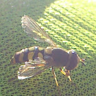 Hoverfly or Gemeine Feldschwebfliege