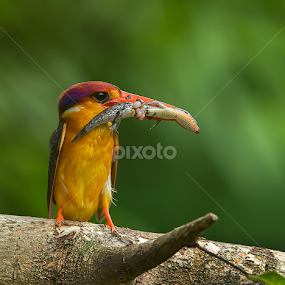 Small & Cute by Jineesh Mallishery - Animals Birds