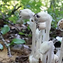 Ghost plant, Indian pipe, or corpse plant