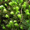 Pottiaceae Moss